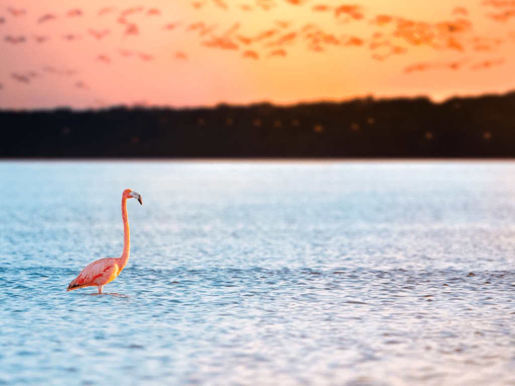 flamingo