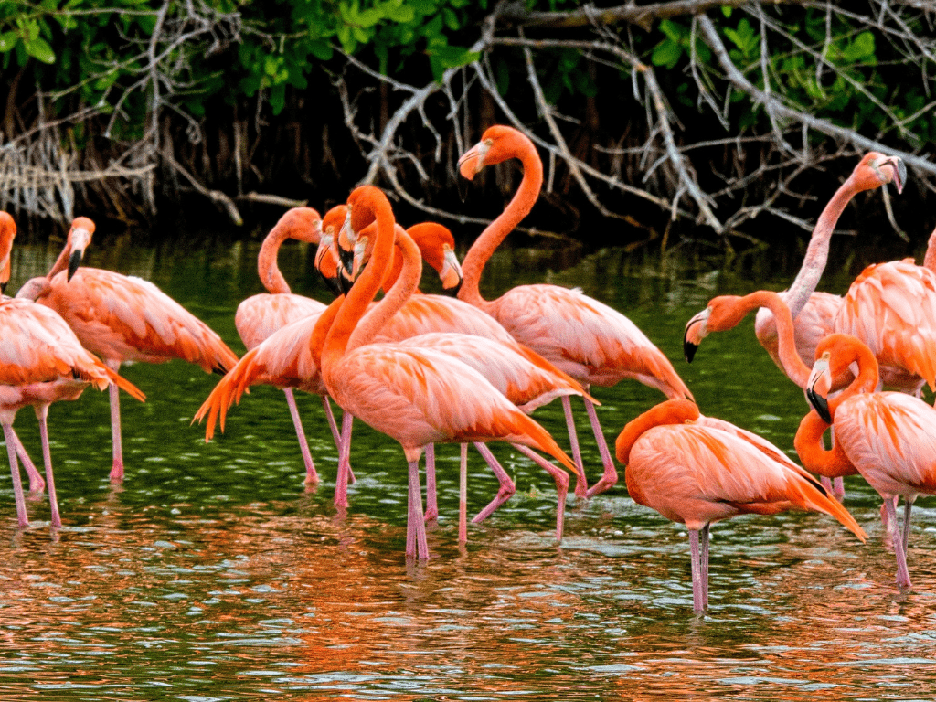 flamingos