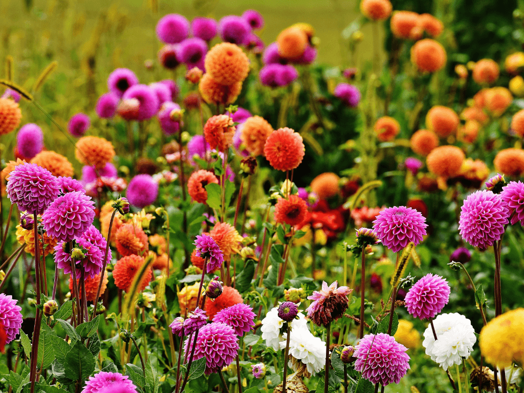 A field of dahlias