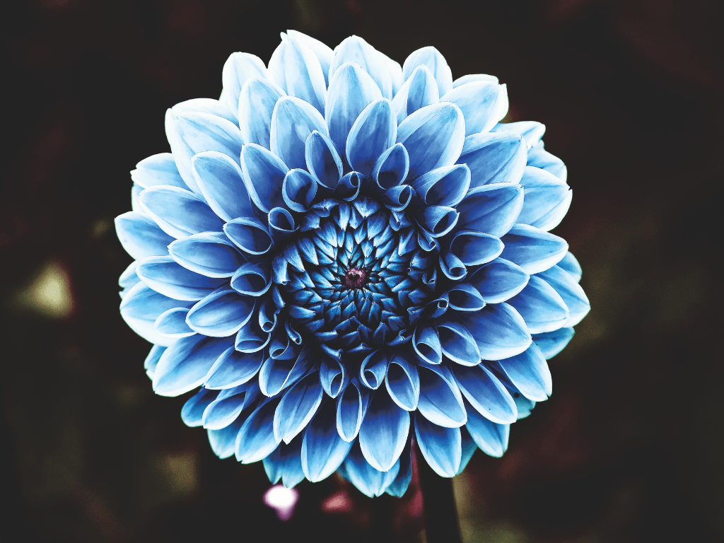 Blue dahlia