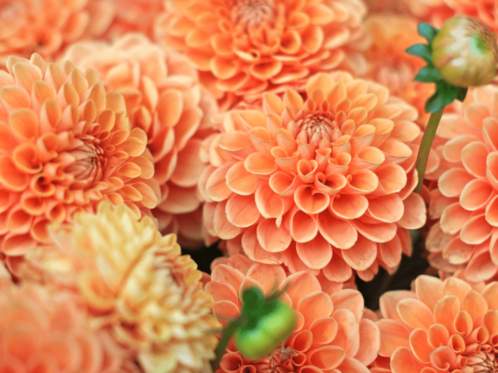 Orange dahlias