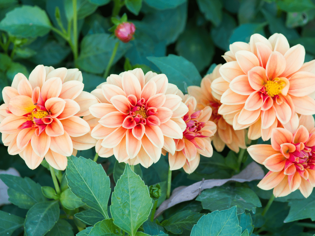 Orange dahlias