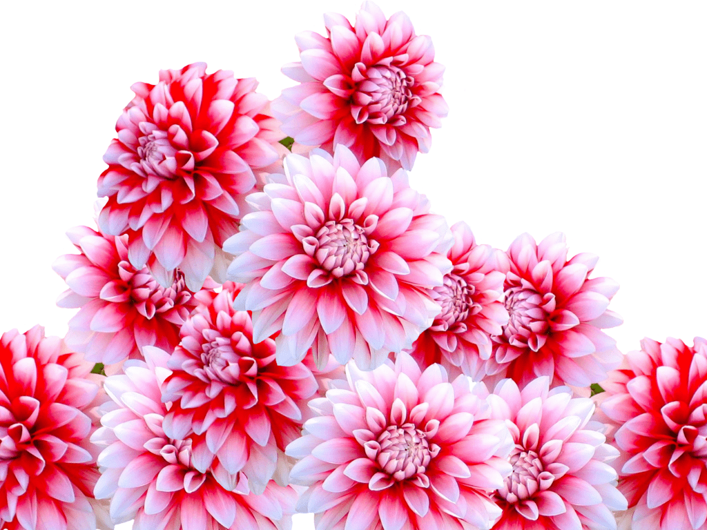 Pinkish white dahlias