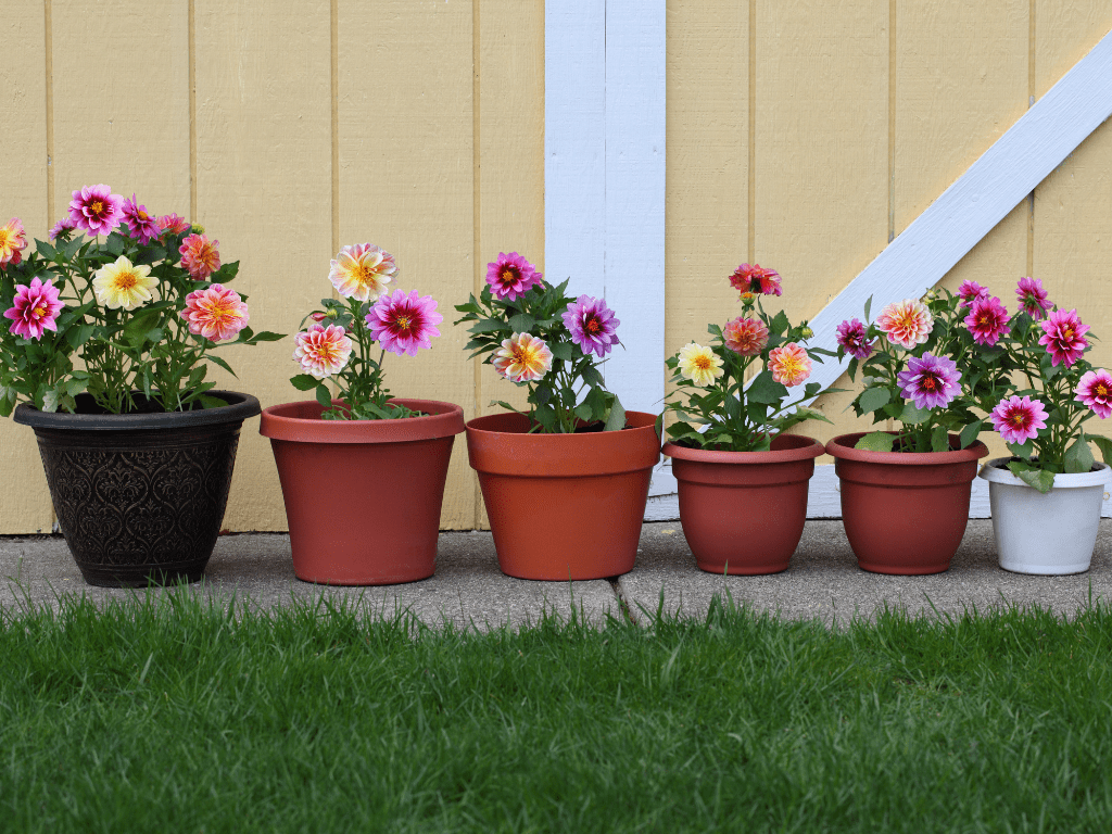 Variety of potted dahlias