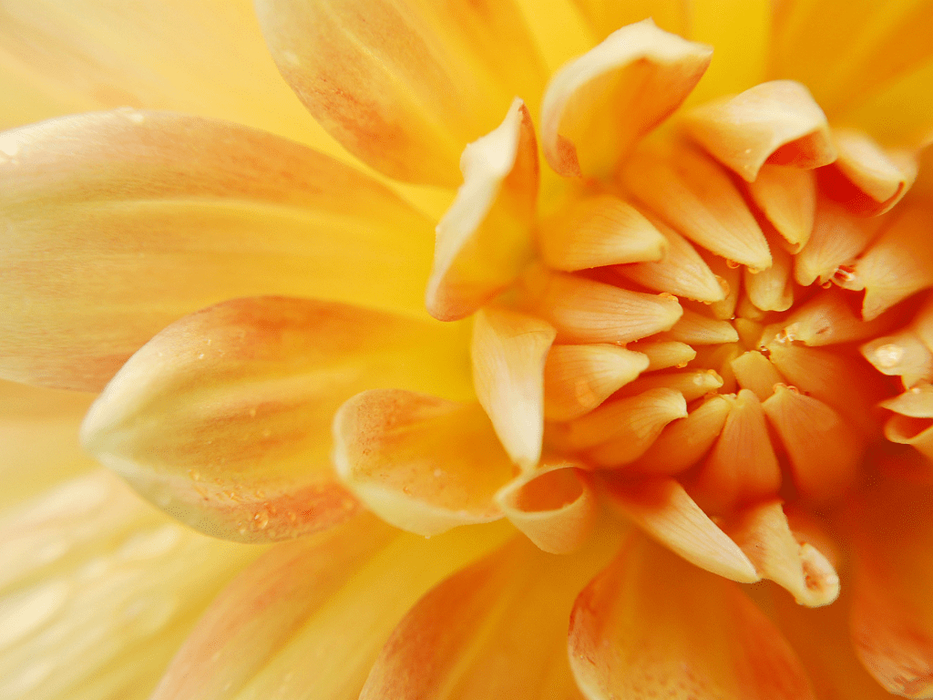 Yellow dahlia up close