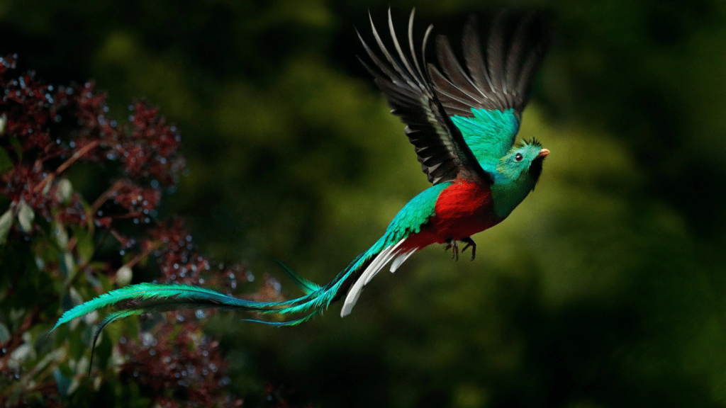 Quetzale bird