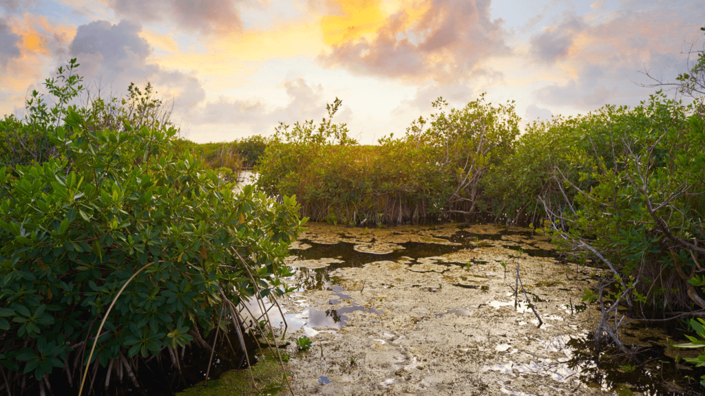 Yucatan biosphere reserve