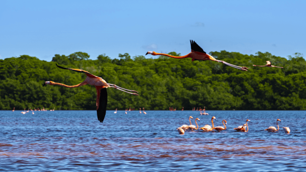 Yucatan flamingoes flying