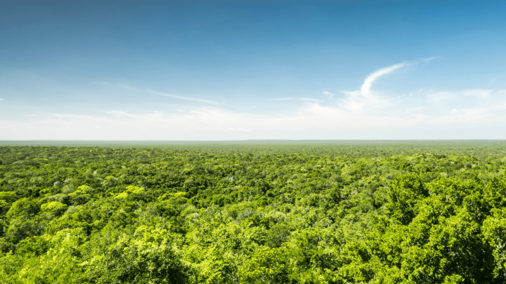 Vast Yucatan jungle